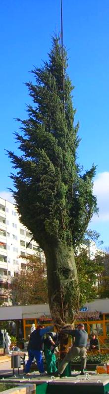 Bild von einem riesigen Weihnachtsbaum